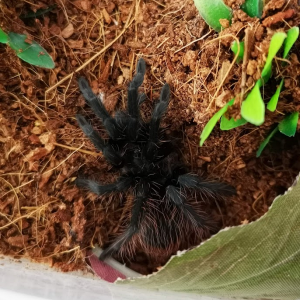 Sericopelma angustum - Anki