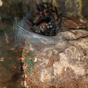 Thrixopelma Laguna