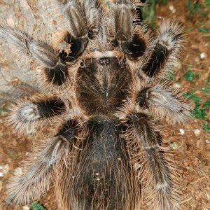 Brachypelma albopilosum