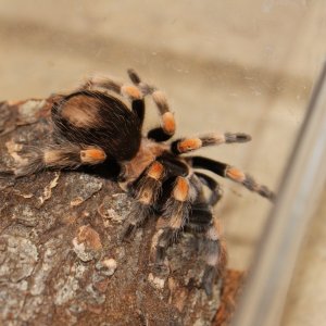 New Brachypelma hamorii