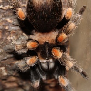 New Brachypelma hamorii