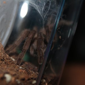 Chilobrachys huahini