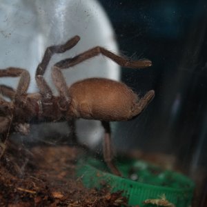 Chilobrachys huahini