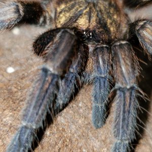 Phormictopus auratus female