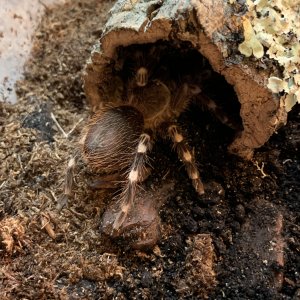 A. Geniculata