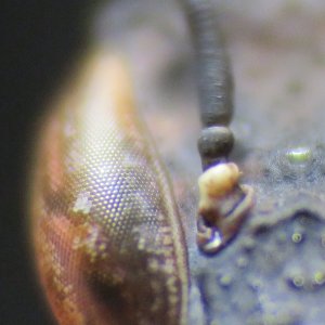 Ghost Mantis SUPER CLOSE UP Eye