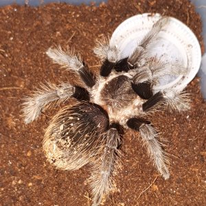 Brachypelma sabolusum