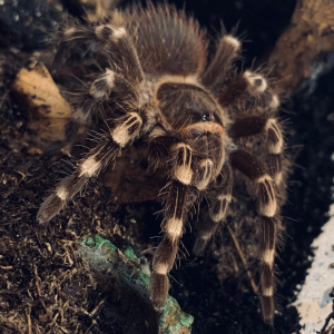 A. Geniculata