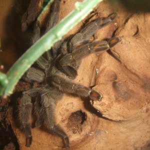 Psalmopoeus cambridgei (F) - Filette