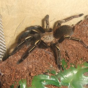 Ephebopus murinus - Amazon