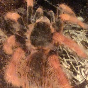 Nearly Mature Female M. robustum