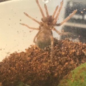 B. Boehmei Sling