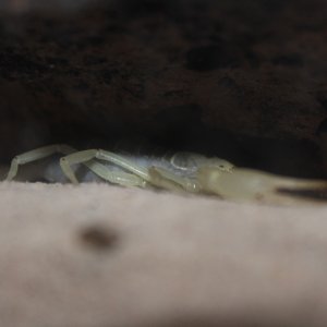 Smeringurus mesaensis - Dune Scorpion