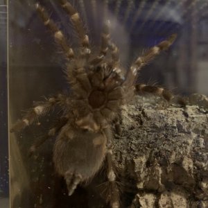 A. Geniculata