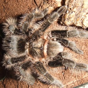 Brachypelma albopilosum Honduran - Tinto