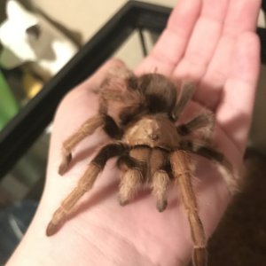 Juvenile Aphonopelma Chalcodes