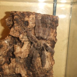 Psalmopoeus ecclesisticus - Tulcan