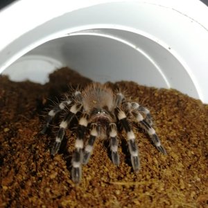 Acanthoscurria Geniculata