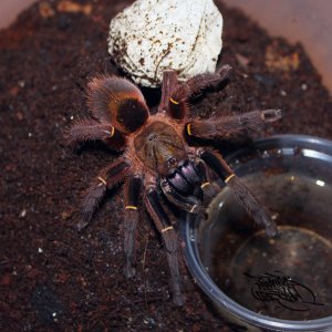 E. cyanognathus