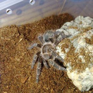 Grammostola pulchripes