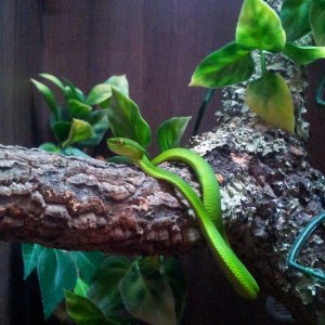 Bean Sprout....White Lipped Green Tree Pit Viper