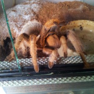 Caramac...... Aphonopelma Chalcodes