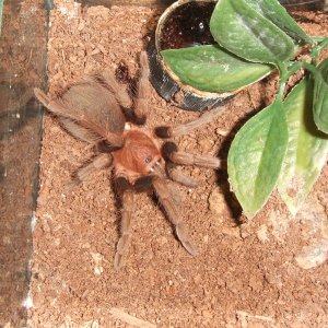 Theraphosinae sp. Roatan - Pech