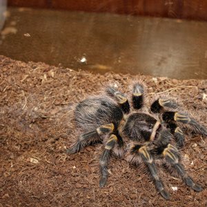 G. Pulchripes "Chi-Chi"