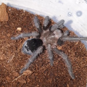 G pulchra