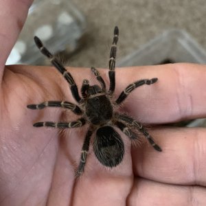 Grammostola pulchripes