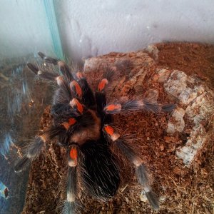 Burrito.....Brachypelma auratum