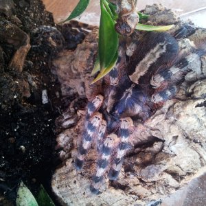 King.....Poecilotheria  formosa