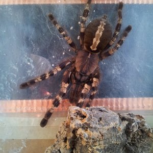 Chaney......Poecilotheria tigrinawesseli)