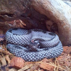 Buzztail......Dusky Pygmy Rattlesnake