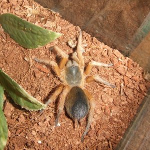 Metriopelma sp. Aragua - Wayuu