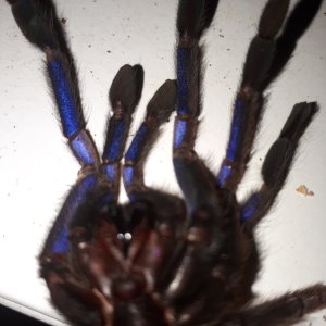 Chilobrachys sp. electric blue