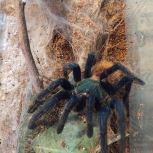 Chromatopelma Cyaneopubescens (Green Bottle Blue)