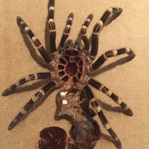 Juvenile Brazilian White Knee Tarantula (Acanthoscurria geniculata) Molt