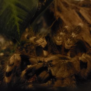 Poecilotheria tigrinawesseli