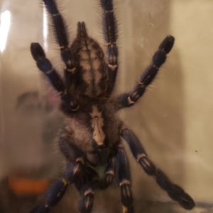 Poecilotheria metallica