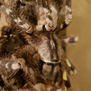 Poecilotheria regalis