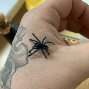 Avicularia Versicolor