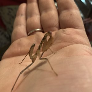 African mantis