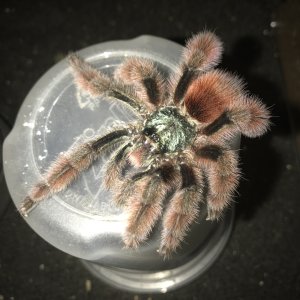 Mm caribena Versicolor