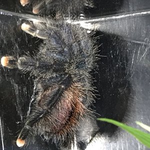 A. avicularia