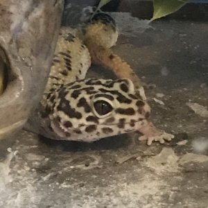 Kaymon the Leopard Gecko