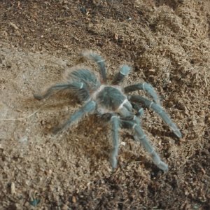 Lasiodora parahybana juvenile