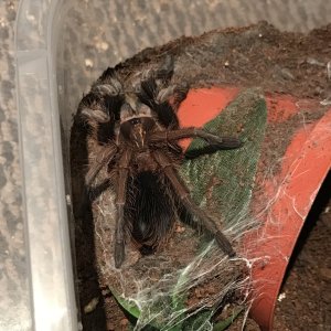Young Male P. Cancerides