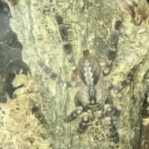 P.regalis