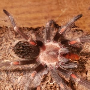 Brachypelma auratum